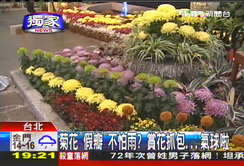 菊花「假瓣」不怕雨?賞花抓包 氣球啦!