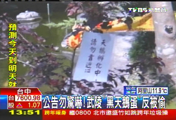 公告勿驚嚇！　武陵「黑天鵝蛋」反被偷