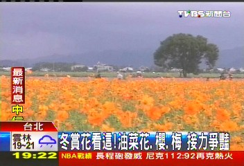 冬賞花看這！油菜花、櫻、梅　接力爭豔