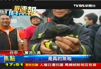 活魚變烤魚！近噸海水魚缸燒爆　釀火警