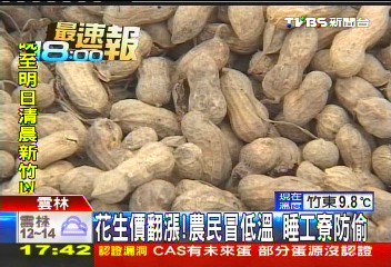 花生價翻漲! 農民冒低溫睡工寮防偷