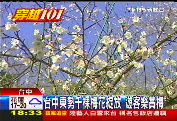 台中東勢千棵梅花綻放 遊客樂賞梅
