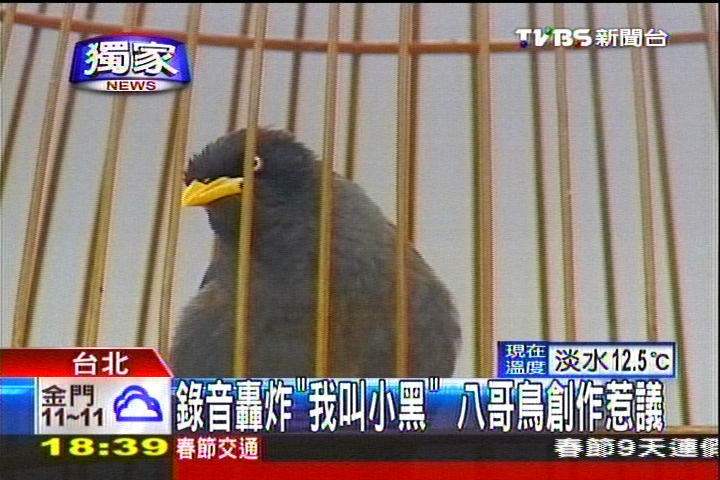 〈獨家〉錄音轟炸「我叫小黑」 八哥鳥創作惹議