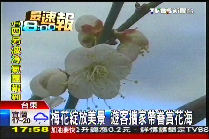 梅花綻放美景 遊客攜家帶眷賞花海