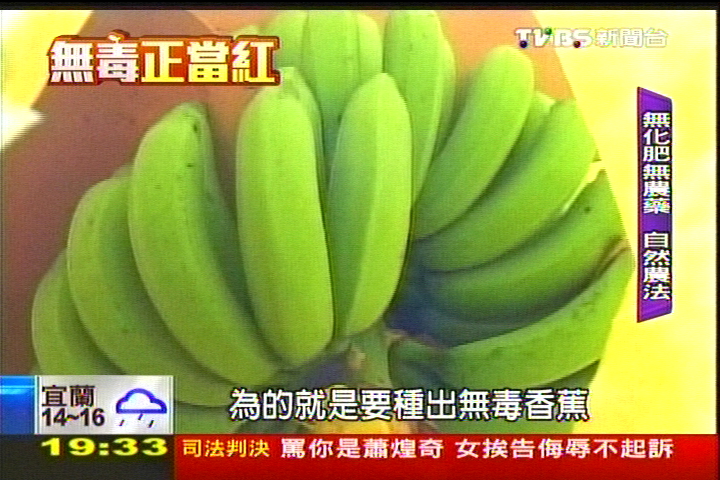 【無毒正當紅】蒜泥、辣椒除蟲! 無毒香蕉技術領先
