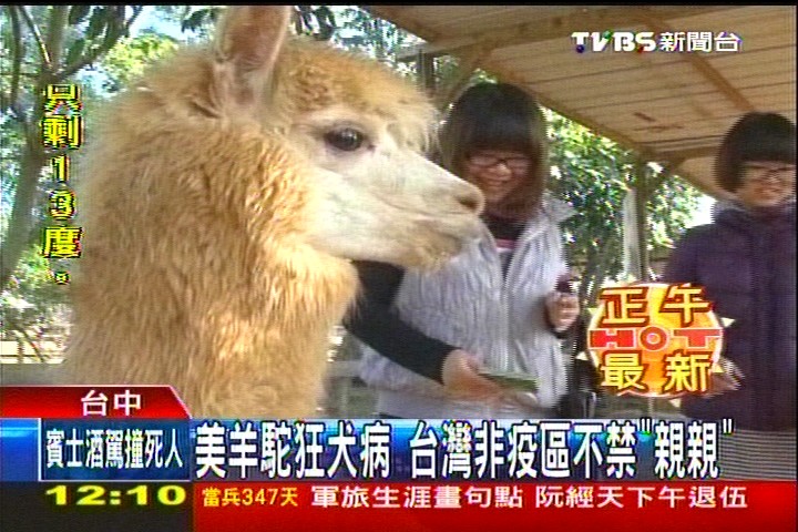 美羊駝狂犬病　台灣非疫區不禁「親親」