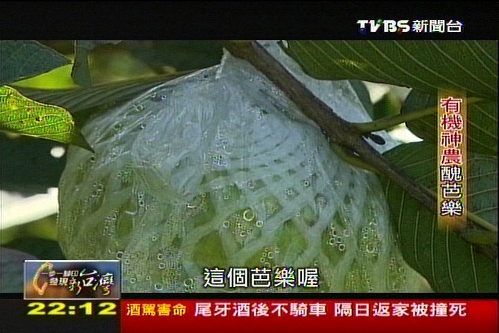 【一步一腳印】美麗的醜芭樂