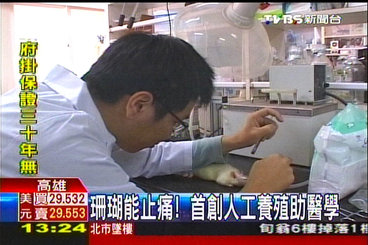 珊瑚能止痛！　首創人工養殖助醫學