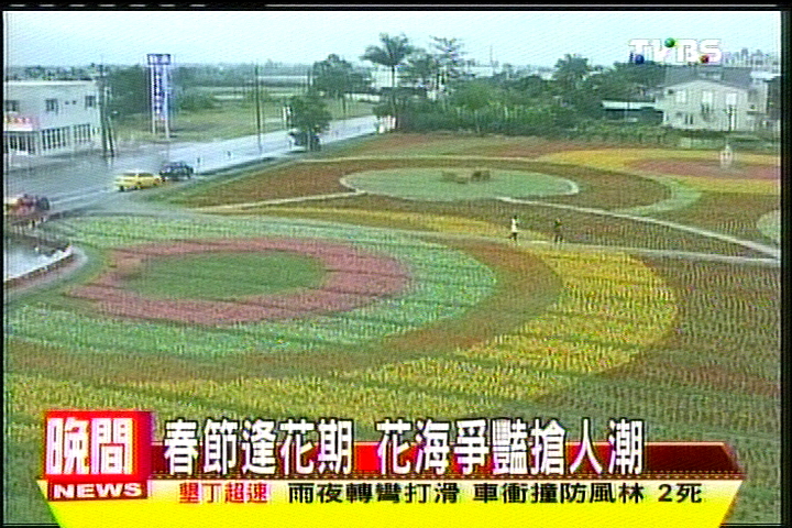 春節逢花期　花海爭豔搶人潮