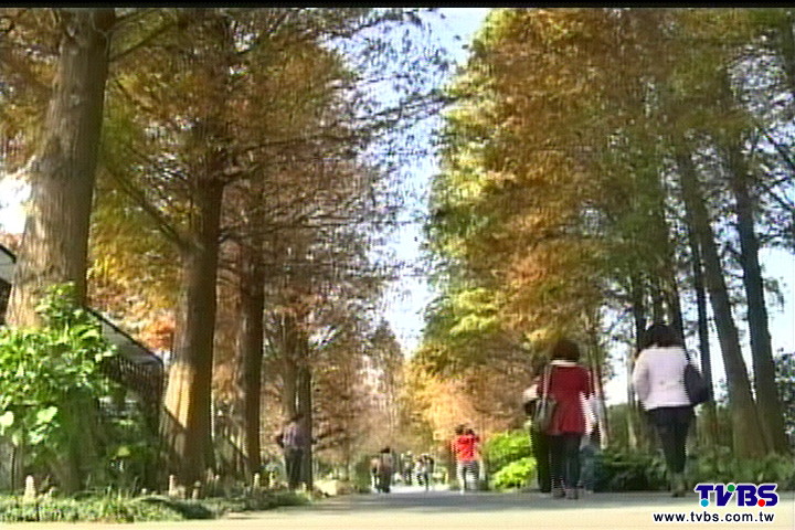新景！愛情椅、落羽松　農場打造異國風