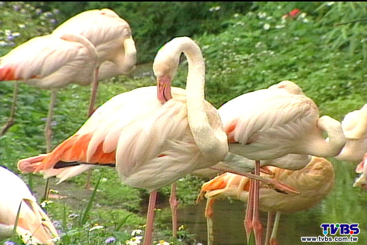 動物園「少年Pi」路線　看遍紅鶴、斑馬！