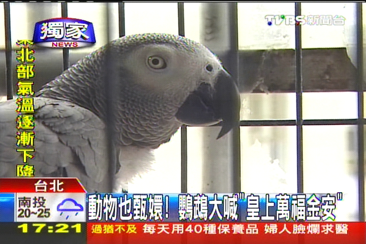 〈獨家〉動物也甄嬛！　鸚鵡大喊「皇上萬福金安」