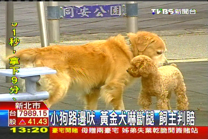 小狗路邊吠！黃金犬嚇斷腿　飼主判賠