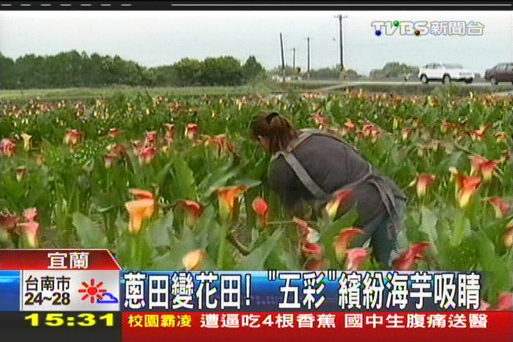 蔥田變花田! 「五彩」繽紛海芋吸睛