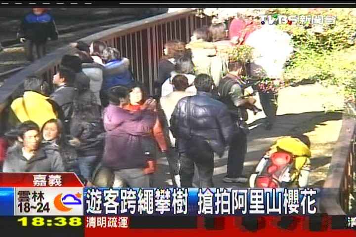 遊客跨繩攀樹 搶拍阿里山櫻花