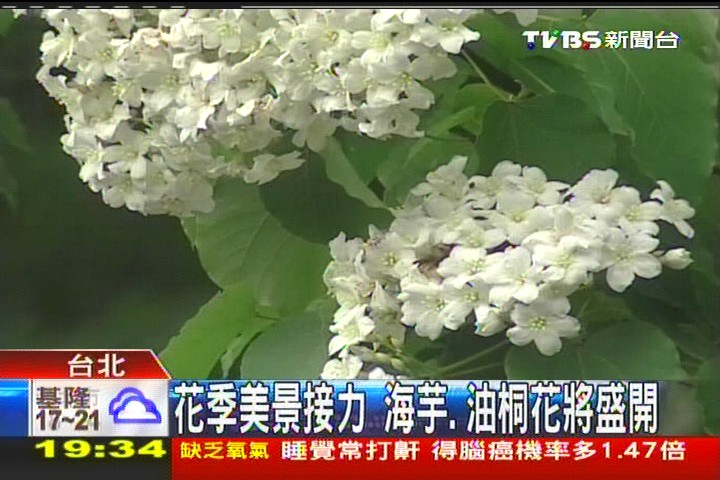 3月雪！流蘇花宛如雪球　遊客爭賞