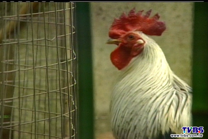 飼公雞狂啼 花藝大師齊云遭訴擾民