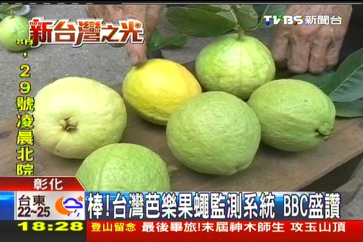 棒!台灣芭樂果蠅監測系統 BBC盛讚