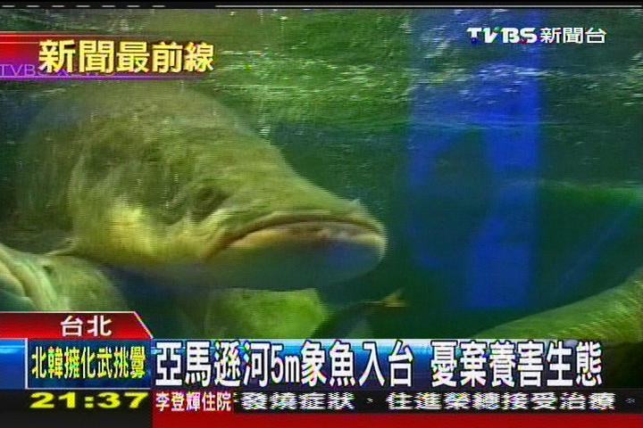 亞馬遜河5M象魚入台　憂棄養害生態