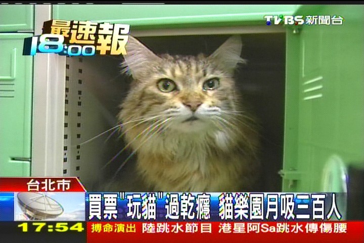 買票「玩貓」過乾癮　貓樂園月吸300人