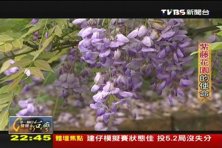 【一步一腳印】紫藤花園的使命