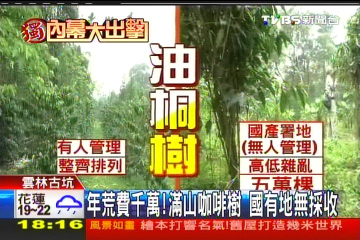 〈獨家〉年荒費千萬!滿山咖啡樹 國有地無採收