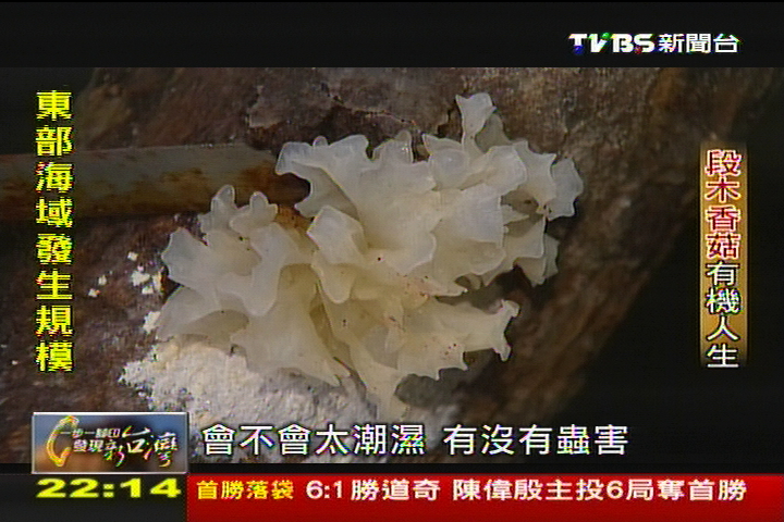 【一步一腳印】段木菇有捨才有得