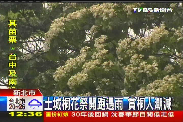 土城桐花祭開跑遇雨 賞桐人潮減