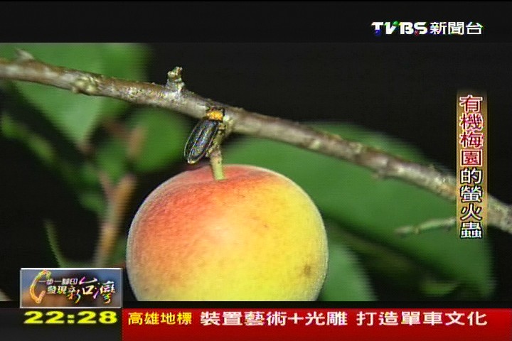 【一步一腳印】有機梅園的螢火蟲
