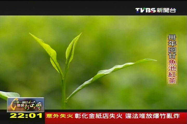 【一步一腳印】30年回甘魚池紅茶