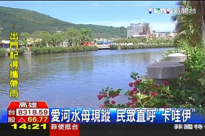 愛河水母現蹤 民眾直呼「卡哇伊」