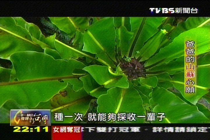 【一步一腳印】爸爸的山蘇心願