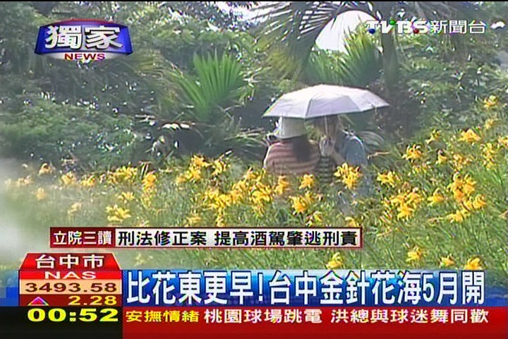 比花東更早！　新社金針花海已綻放