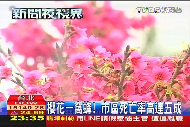 櫻花一窩蜂! 市區死亡率高達5成