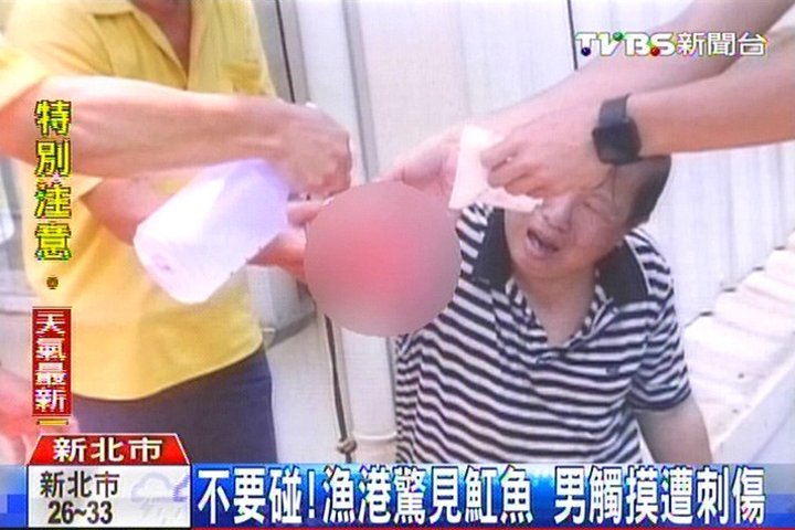 不要碰!漁港驚見魟魚 男觸摸遭刺傷