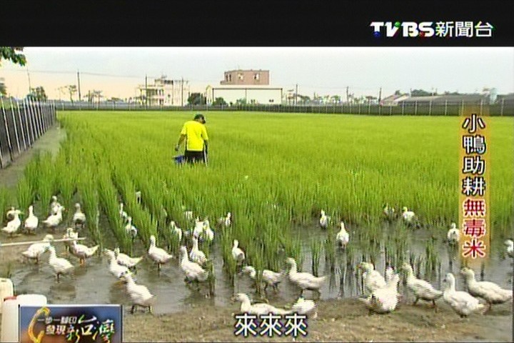 【一步一腳印】鴨鴨來種無毒米
