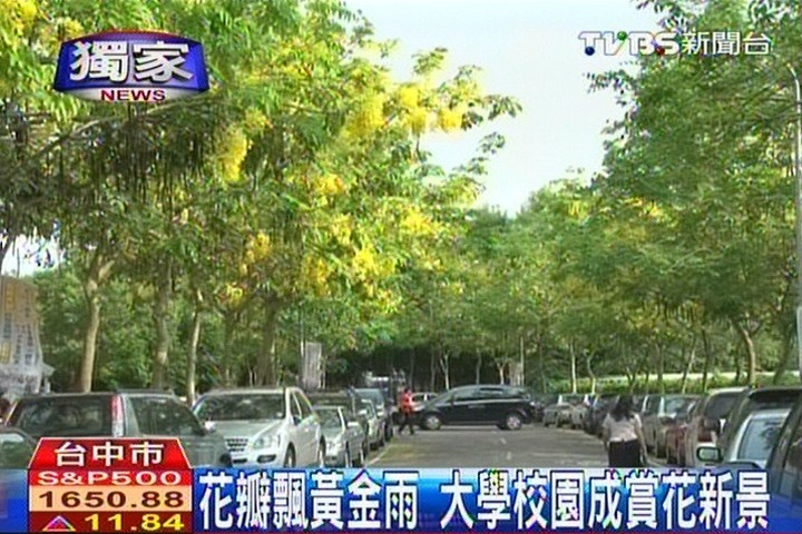 花瓣飄黃金雨 大學校園成賞花新景
