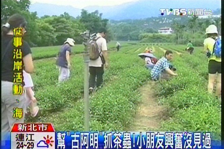 幫「古阿明」抓茶蟲! 小朋友興奮沒見過