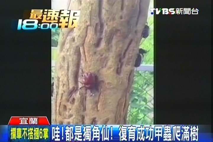 哇!都是獨角仙! 復育成功甲蟲爬滿樹