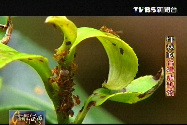 【一步一腳印】坪林的台灣藍鵲茶