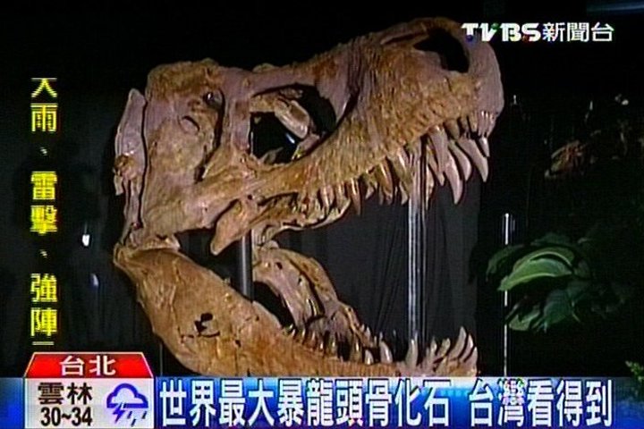 世界最大暴龍頭骨化石 台灣看得到
