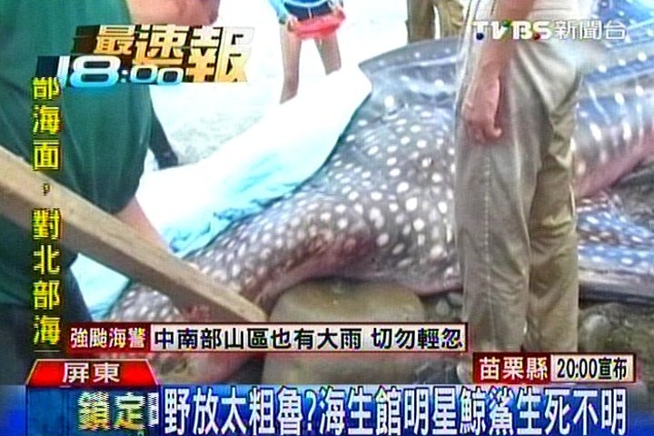 野放太粗魯？　海生館明星鯨鯊生死不明