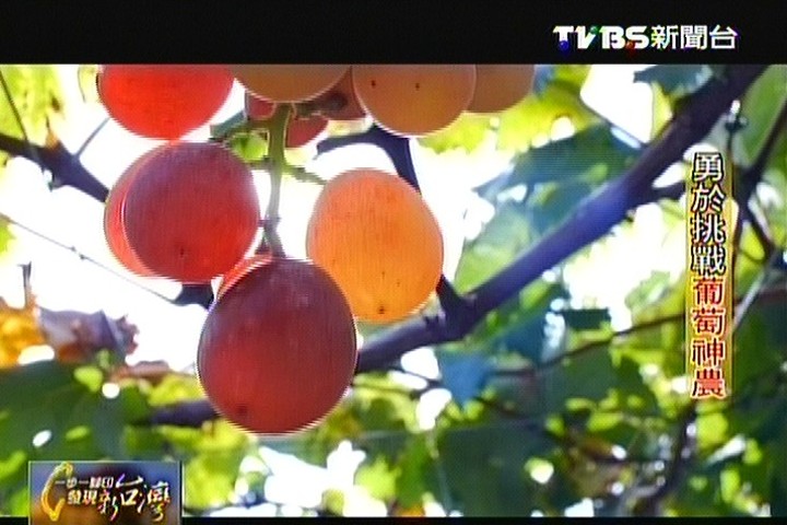【一步一腳印】勇於挑戰葡萄神農