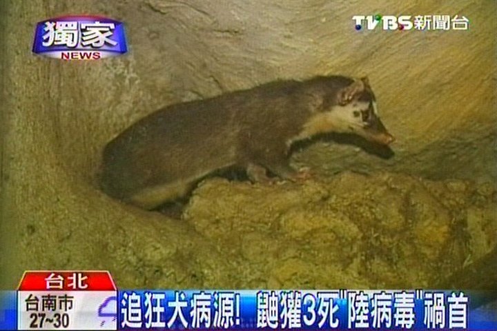 〈獨家〉追狂犬病源! 鼬獾3死「陸病毒」禍首