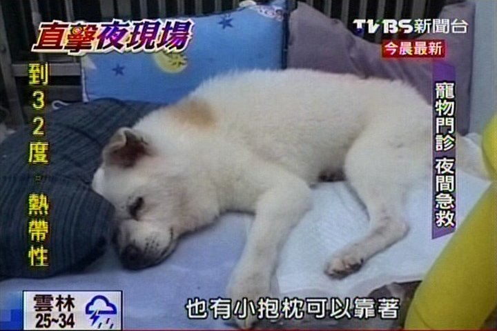 搶救小生命! 寵物醫院急診不打烊,業者?