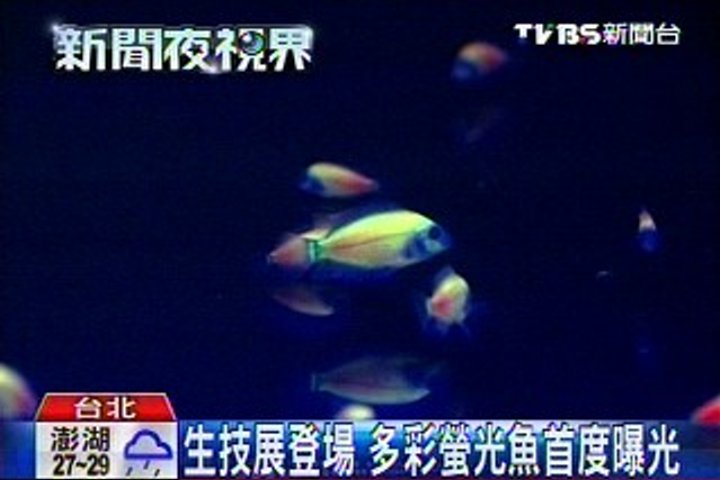 生技展登場 多彩螢光魚首度曝光