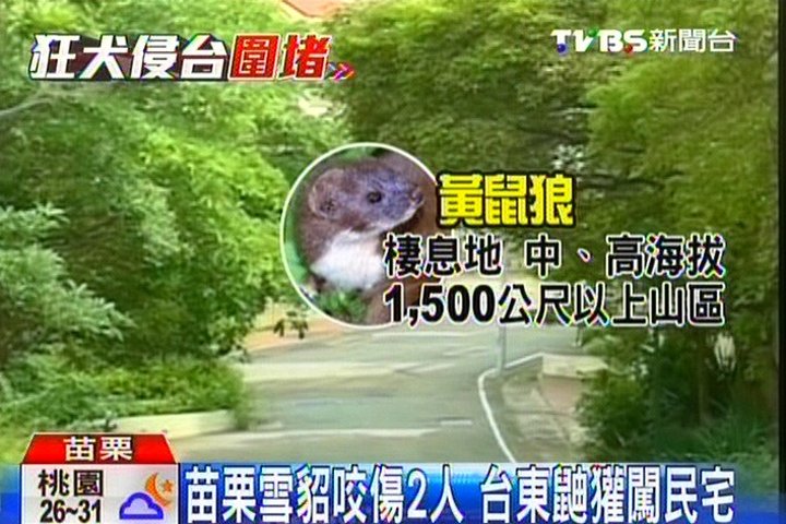 侵民宅!雪貂咬傷2人 家衛所急驗病毒