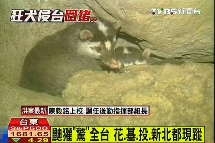 鼬獾「驚」全台 花、基、投、新北都現蹤