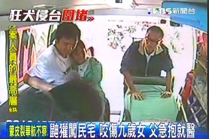 鼬獾闖民宅!咬傷9歲女 父急抱就醫