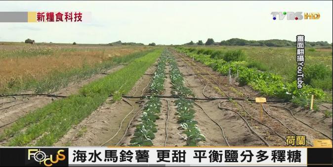 【FOCUS新聞】鹹海水能種作物!荷蘭、海馬鈴薯 行